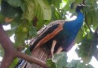 Peacock at Ramanashramam